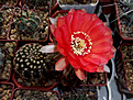 Echinopsis 8 2004 X Echinopsis Herbert Bariel №2