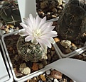 Gymnocalycium bruchii ssp. lafaldense VG 335