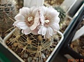 Gymnocalycium bruchii v. JPR 103[248 Villa del Carmen