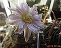 Gymnocalycium bruchii