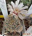 Gymnocalycium gertii  VG 707