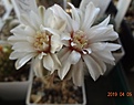 Gymnocalycium gertii  VG 707