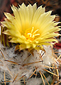 Coryphantha pycnacantha