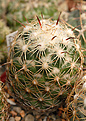 Coryphantha cornifera с центральной колючкой.