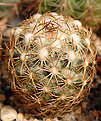 Coryphantha cornifera без центральной колючки.