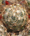 Coryphantha corniferav. maliterrarum  PAR233.