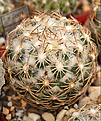 Coryphantha radians