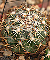 Coryphantha carnifera SB123