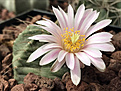 Echinocereus knippelianus