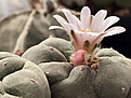 Lophophora williamsii v. caespitosa