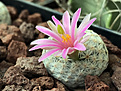 Mammillaria herrerae