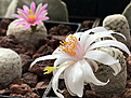 Mammillaria herrerae v. albiflora