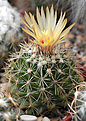 Coryphantha sp,