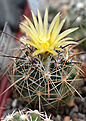 Coryphantha gladispina