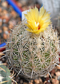 Coryphantha echinus