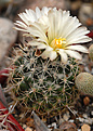 Coryphantha hintoniorum