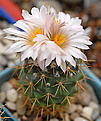 Coryphantha ottonis