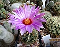 Thelocactus bicolor, мой сеянец 2015 г.