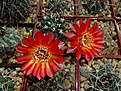 Acanthocalycium ferrari (?munitum?) VG-1029