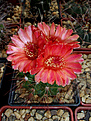 Notocactus ottonis v. vencluianus