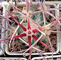 Echinocactus_parryi_SB59