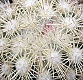 Coryphantha_werdermannii_SB575