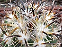 Coryphantha_kracikii_RS1015