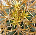 Ferocactus_chrysacanthus_L10