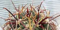 Glandulicactus_mathssonii_SB1449