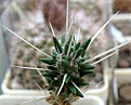 Maihuenia_patagonica_JN1081