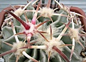 Homalocephala_texensis_SB261