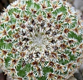 Mammillaria_crucigera_L65