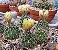 Hamatocactus setispinus