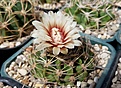 Gymnocalycium bicolor VG-1223