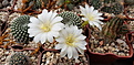 Rebutia krainziana f albiflora