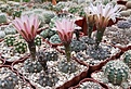 Gymnocalycium nataliae GN-94 перое цветение