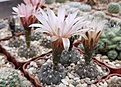 Gymnocalycium morroense GN-80/3961