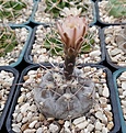 Gymnocalycium striglianum v aeneum VG-407