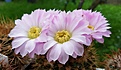 Acanghocalycium spiniflorum f violaceum