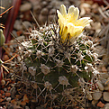 Copiapoa  humilis