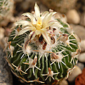 Stenocactus Spec