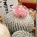 Epithelantha unguispina