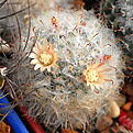 Mammillaria bocasana