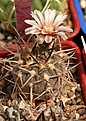 Gymnocalycium riojense