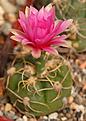 Gymnocalycium denudatum cv. Jan schuba,