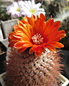 Parodia cachiana VG1019