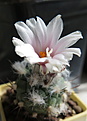 Turbinicarpus lophophoroides