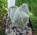 3.2 Astrophytum myriostigma v. tricostatum cv. Bohumil Schutz  35мм 250 руб.