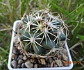 4.2 Coryphantha maiz-tablasensis 35 мм 200руб