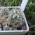 5.2 Coryphantha radians (Bercht) № 1,2 (нижние) левый 15-17 мм 120руб, правый 20мм 130руб